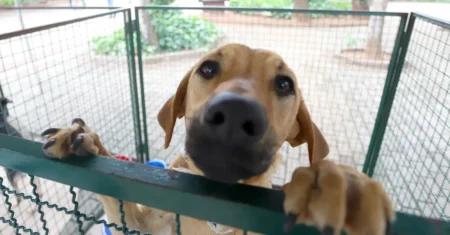 Campinas endurece multas por maus-tratos a animais; penalidades podem ultrapassar R$ 9,6 mil por infração