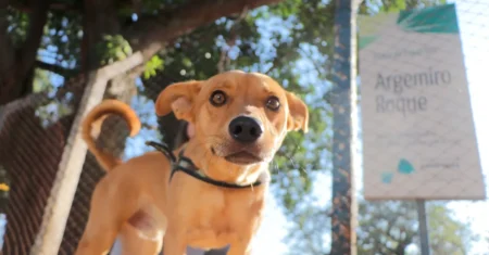 Pets têm entrada liberada em todos os parques, praças de esporte e bosques de Campinas