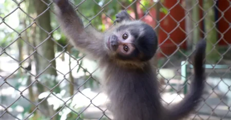 Mata de Santa Genebra discute convivência entre macacos-prego e moradores