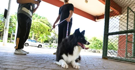 Pets começam a frequentar parques de Campinas ao lado de tutores após liberação