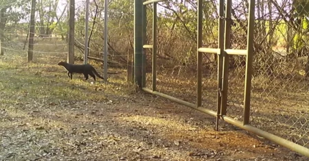 Gato-mourisco é registrado pela primeira vez por câmeras na Mata de Santa Genebra