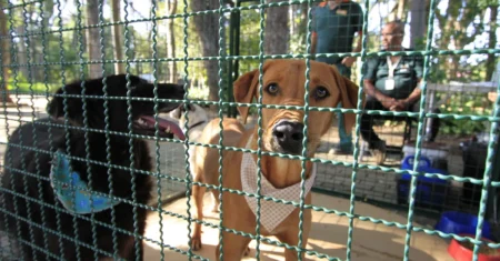 Abril Laranja destaca a luta para conscientizar contra a crueldade animal