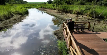 Você sabia? A Mata de Santa Genebra é a segunda maior floresta urbana do Brasil