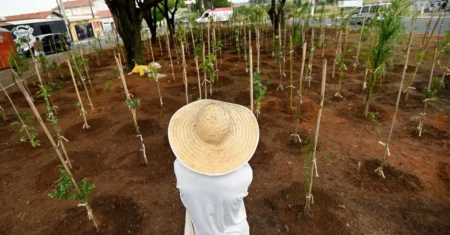 Campinas ultrapassa 31 mil mudas plantadas em 24 microflorestas urbanas, que podem ser adotadas