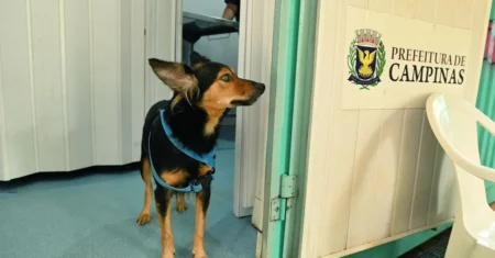 Consultório Veterinário Móvel inicia atendimento na Vila Castelo Branco na próxima segunda, 13