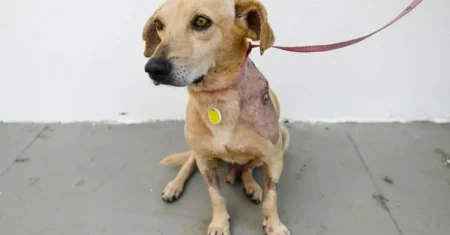 DPBEA encaminha cerca de 70 animais à Clínica Veterinária da PUC desde o início do convênio