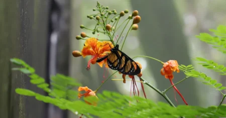 Abril das Borboletas destaca ciclo de vida no Borboletário da Mata de Santa Genebra