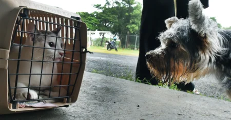 Mutirão de castração oferece 1,6 mil vagas gratuitas para cães e gatos de todas as regiões de Campinas