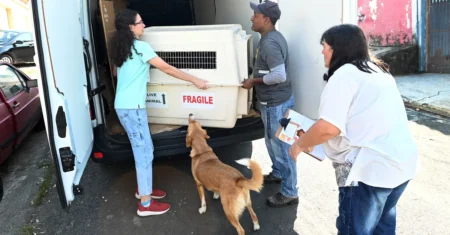 Cão comunitário volta ao bairro após período de recuperação no DPBEA