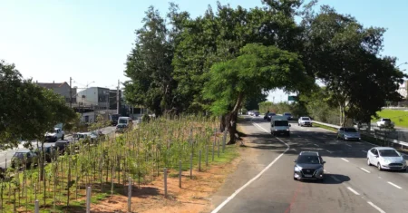 Campinas chega a 33 mil mudas plantadas em microflorestas urbanas