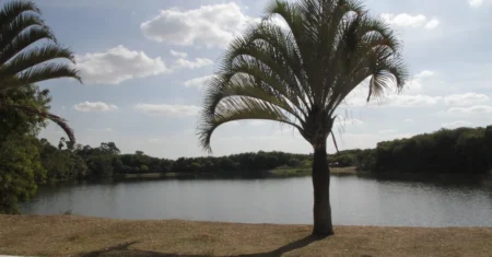 Parque Linear do Capivari fecha para manutenção da pista de caminhada nesta quinta e sexta