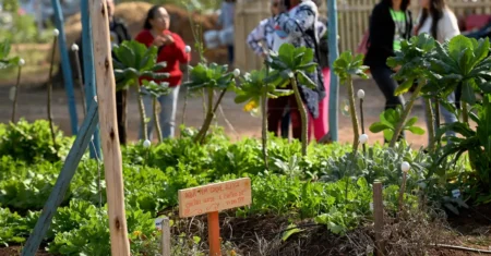 Passos para uma Vida Melhor: Campinas é destaque em programa internacional sobre saúde urbana