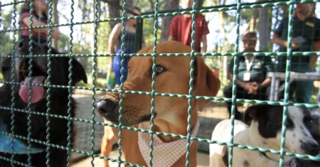 DPBEA realiza feira de adoção de cães neste domingo, 3 de maio, no Centro de Convivência