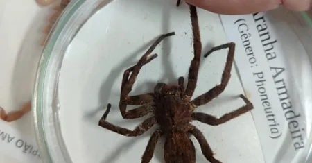 Mata de Santa Genebra promove ação educativa sobre animais peçonhentos neste sábado, 9