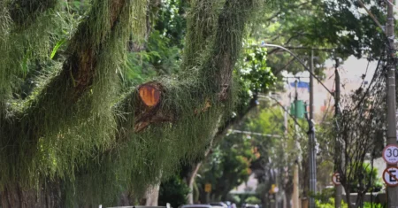 Serviços Públicos realiza manejo de galhos de árvores no Jardim Brasil