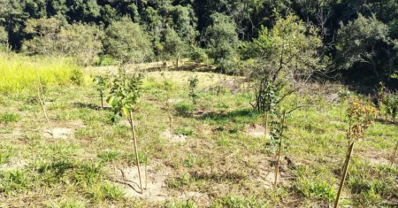 Seclimas vistoria plantio de mais de 3 mil mudas nativas em área de preservação da APA  Campinas