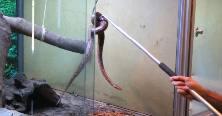 FJPO promove curso sobre animais peçonhentos para agentes da Defesa Civil da região