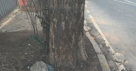 Árvores mortas serão substituídas no bairro das Palmeiras, em Campinas