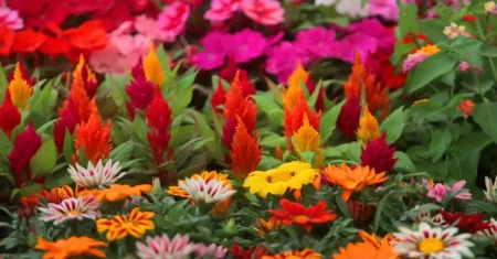 Gestão fortalece Mercado de Flores da CEASA Campinas, que alcança quase 80% de ocupação