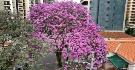 Florada dos ipês colore Campinas e marca início da temporada das espécies na cidade