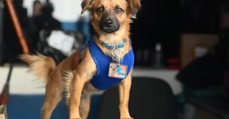 Paçoca: Cãozinho adotado vira mascote do Ceprocamp
