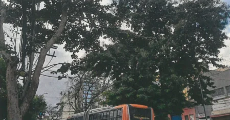 Departamento de Parques e Jardins faz manejo de árvores nas avenidas Moraes Salles e Anchieta