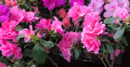 Inverno exige cuidados para manter plantas saudáveis e bonitas; Ceasa Campinas dá as dicas