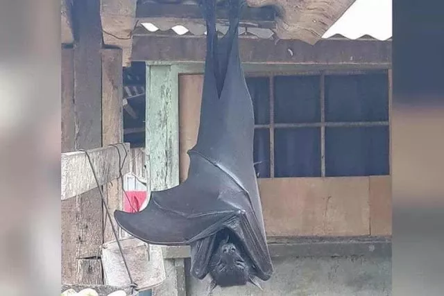 morcegoGigante