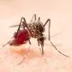 casos de dengue